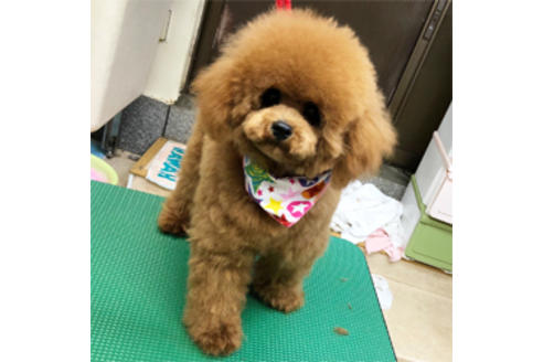 販売中のマルプー:マルチーズ×トイプードルの親犬