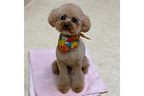 販売中のトイプードルの親犬