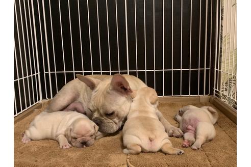 販売中のフレンチブルドッグの親犬