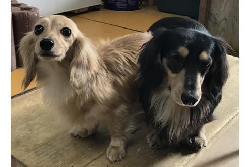 販売中のミニチュアダックスフンド(ロングヘアード)の親犬