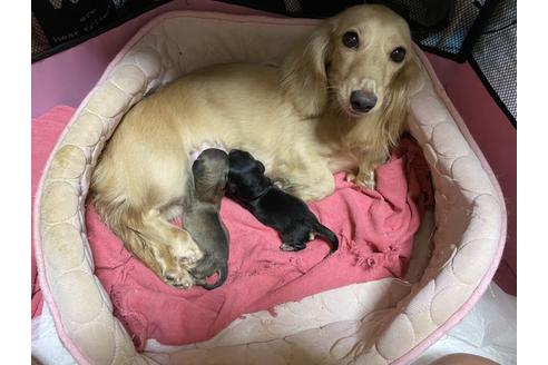 販売中のミニチュアダックスフンド(ロングヘアード)の親犬