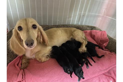 販売中のミニチュアダックスフンド(ロングヘアード)の親犬