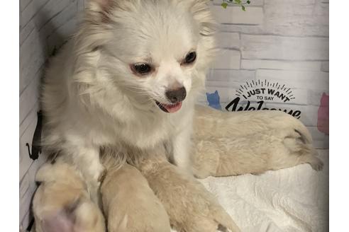 販売中のミックス犬の親犬