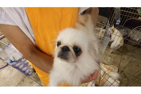 販売中のペキニーズの親犬