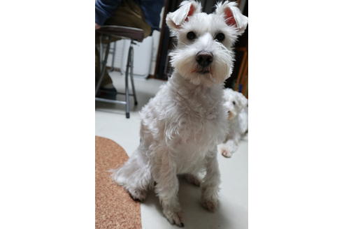 販売中のミニチュアシュナウザーの親犬