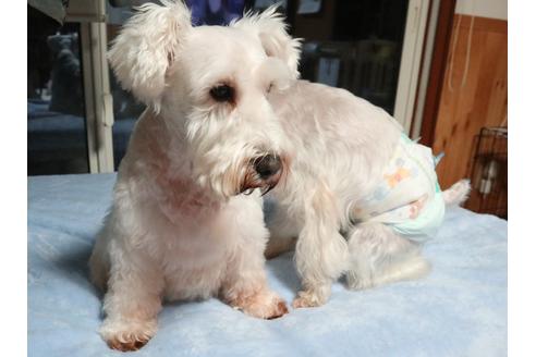 販売中のミニチュアシュナウザーの親犬