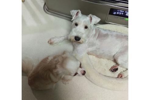 販売中のミニチュアシュナウザーの親犬