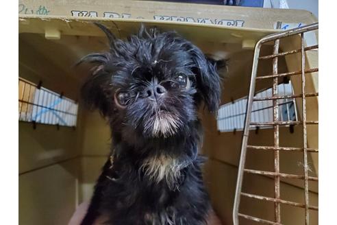 販売中のブリュッセルグリフォンの親犬