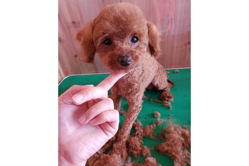 販売中のタイニープードルの親犬