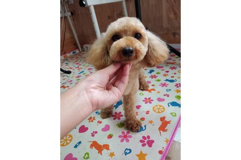 販売中のタイニープードルの親犬