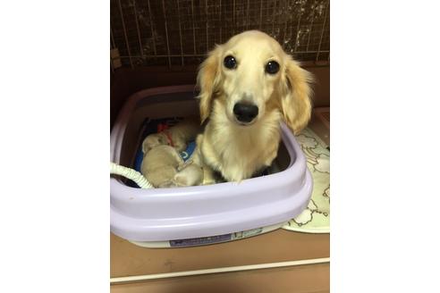 販売中のミニチュアダックスフンド(ロングヘアード)の親犬