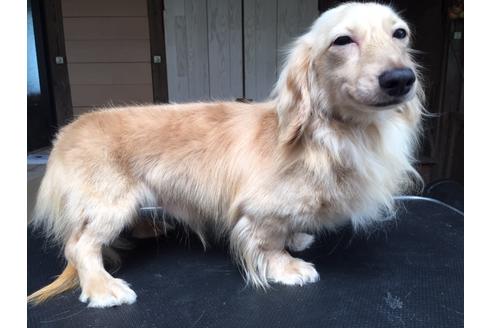 販売中のミニチュアダックスフンド(ロングヘアード)の親犬