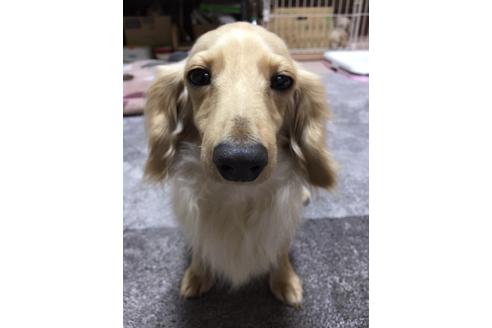 販売中のミニチュアダックスフンド(ロングヘアード)の親犬