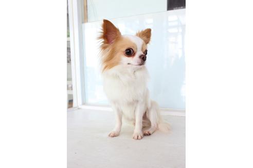 販売中のチワワ(ロングコート)の親犬