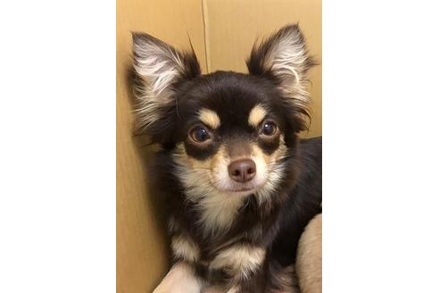 販売中のチワワ(ロングコート)の親犬