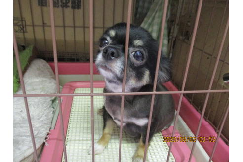 販売中のチワプー:チワワ×トイプードルの親犬