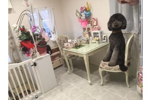 岩越綾菜ブリーダーの詳細