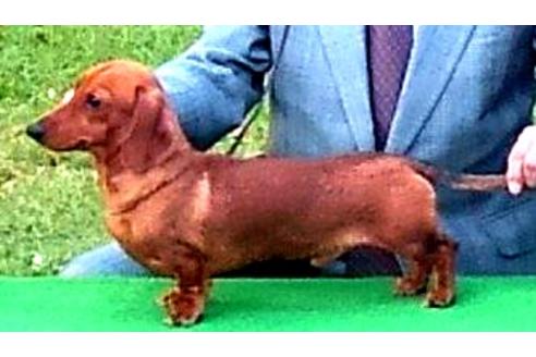 販売中のミニチュアダックスフンド(スムースヘアード)の親犬