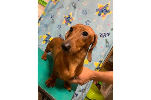 販売中のミニチュアダックスフンド(スムースヘアード)の親犬