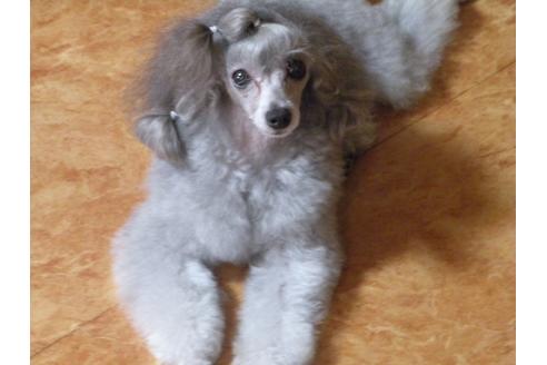 販売中のトイプードルの親犬