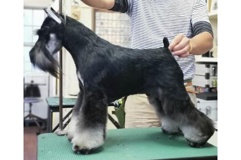 販売中のミニチュアシュナウザーの親犬