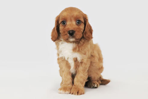 神奈川県のキャバプー 男の子 05 26生まれ レッドの毛色が美しく可愛らしい子犬です 子犬id ブリーダーナビ