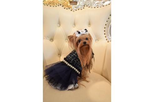 販売中のヨークシャーテリアの親犬
