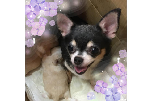 販売中のチワワ(ロングコート)の親犬