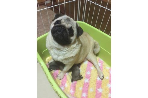 販売中のパグの親犬