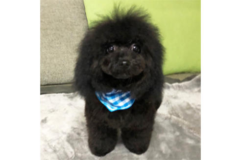 販売中のタイニープードルの親犬