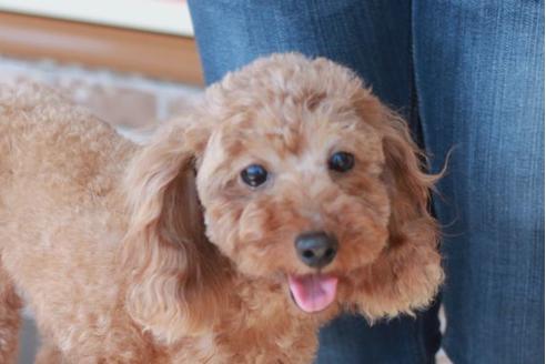 販売中のトイプードルの親犬