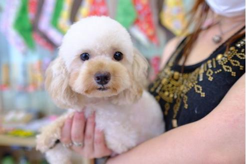 販売中のトイプードルの親犬