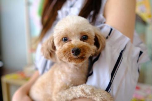 販売中のトイプードルの親犬