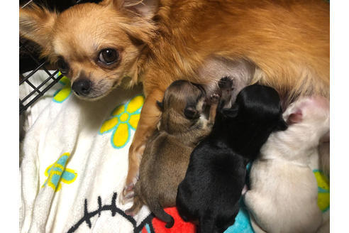 販売中のチワワ(ロングコート)の親犬