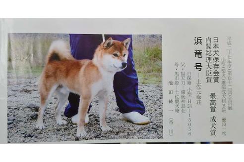 販売中の柴犬の親犬