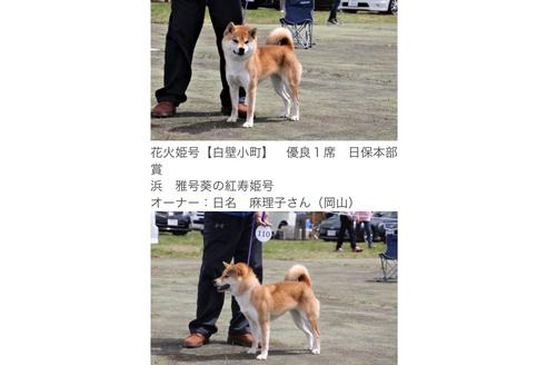 販売中の柴犬の親犬