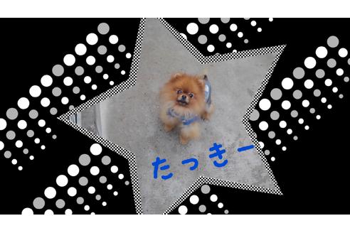 販売中のポメラニアンの親犬