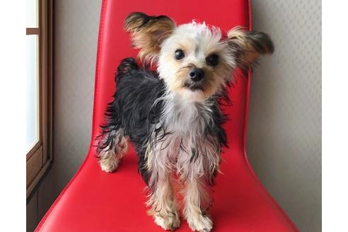 販売中のミックス犬の親犬