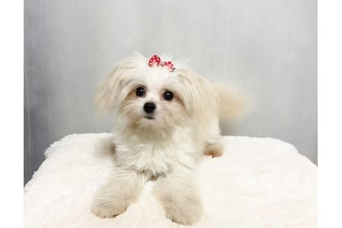 販売中のポメマル:ポメラニアン×マルチーズの親犬
