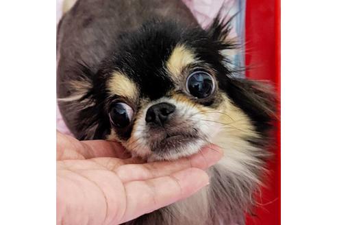 販売中のチワワ(ロングコート)の親犬