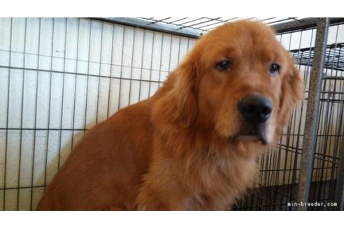 販売中のゴールデンレトリーバーの親犬