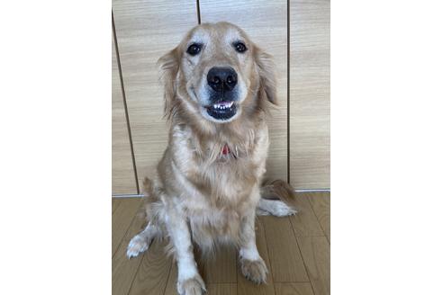 販売中のゴールデンレトリーバーの親犬