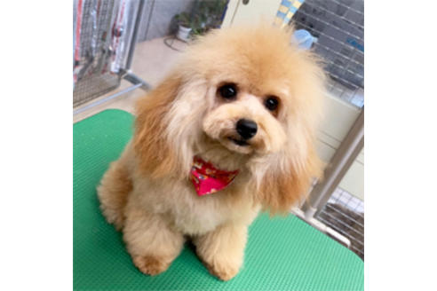 販売中のミックス犬の親犬