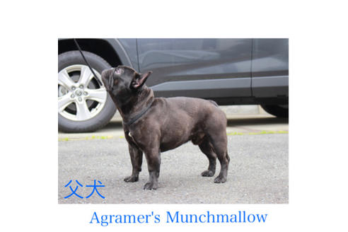 販売中のフレンチブルドッグの親犬