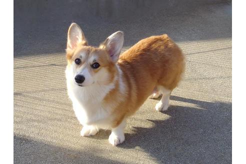 販売中のウェルシュコーギーペンブロークの親犬