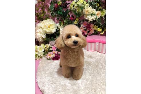 販売中のタイニープードルの親犬