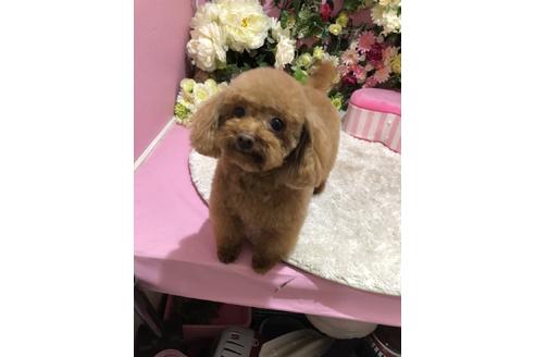 販売中のタイニープードルの親犬