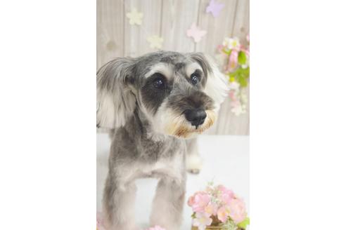 販売中のミニチュアシュナウザーの親犬