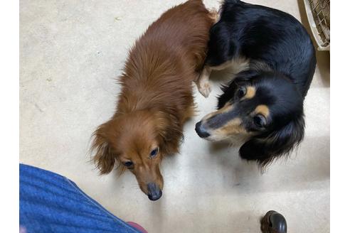 販売中のミニチュアダックスフンド(ロングヘアード)の親犬