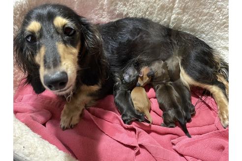 販売中のミニチュアダックスフンド(ロングヘアード)の親犬